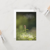 プルネラフラワー自然写真 カード (正面/裏面インサイチュ)