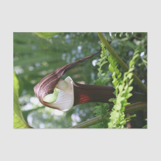 プルピットフラワーの大きなジャッククローズアップ・デコップページ 薄葉紙 (正面)