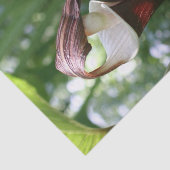 プルピットフラワーの大きなジャッククローズアップ・デコップページ 薄葉紙 (詳細)