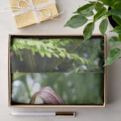 プルピットフラワーの大きなジャッククローズアップ・デコップページ 薄葉紙 (ギフト)