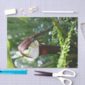 プルピットフラワーの大きなジャッククローズアップ・デコップページ 薄葉紙 (クラフト)