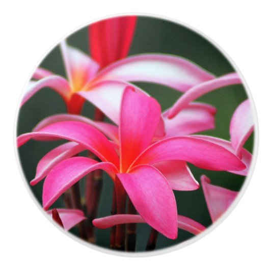 プルメリアの引出しの引き セラミックノブ (正面)