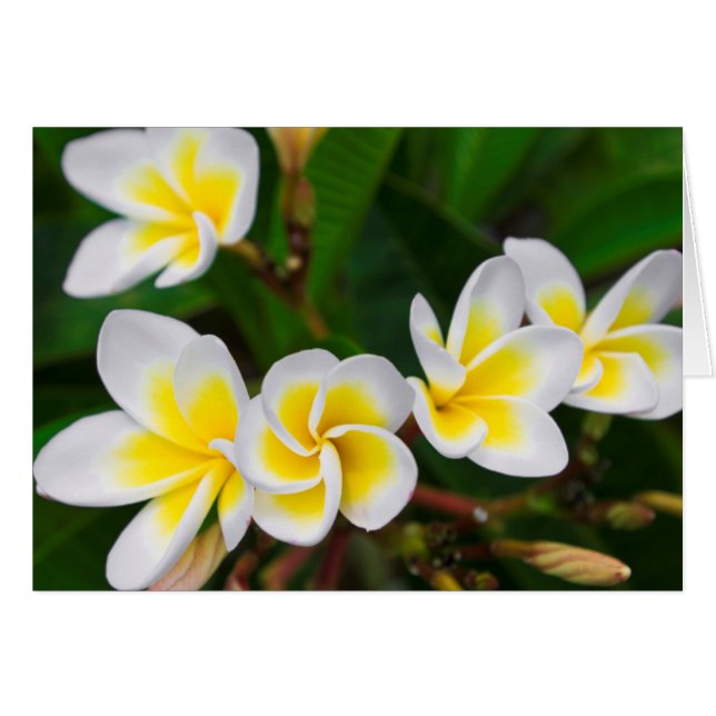 プルメリアの花のクローズアップ ハワイ (正面横)