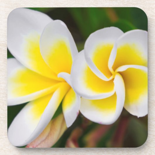 プルメリアの花のクローズアップ、ハワイ コースター (正面)