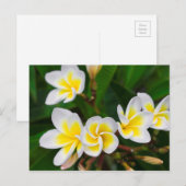 プルメリアの花のクローズアップ、ハワイ ポストカード (正面/裏面)