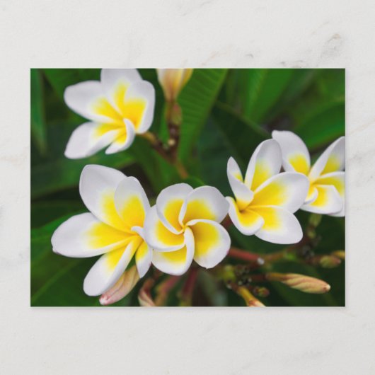 プルメリアの花のクローズアップ、ハワイ ポストカード (正面)