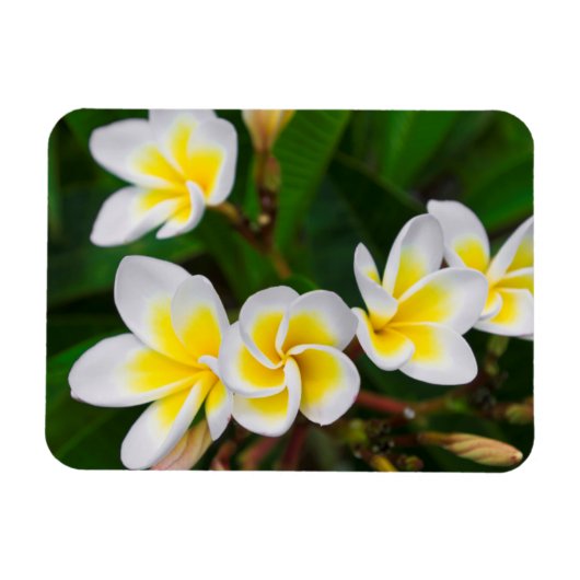 プルメリアの花のクローズアップ、ハワイ マグネット (横)