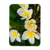プルメリアの花のクローズアップ、ハワイ マグネット (縦)