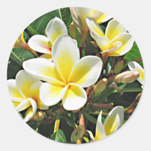 プルメリアの花のステッカー ラウンドシール