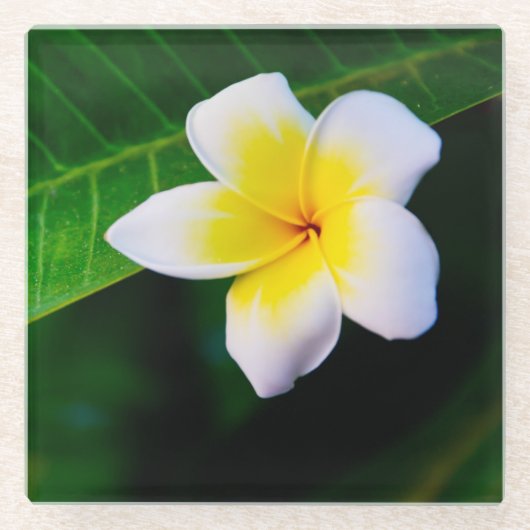 プルメリアの花の写真 ガラスコースター (正面)