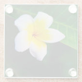 プルメリアの花の写真 ガラスコースター (裏面)