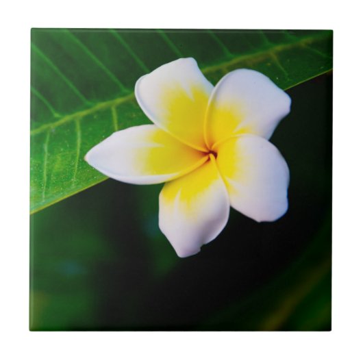 プルメリアの花の写真 タイル (正面)