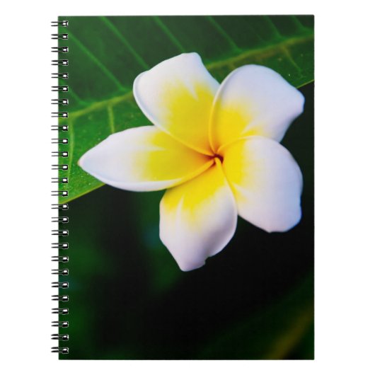 プルメリアの花の写真 ノートブック (正面)