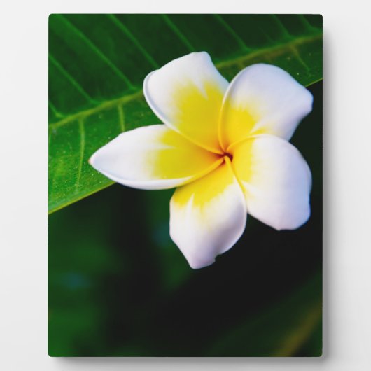 プルメリアの花の写真 フォトプラーク (正面)