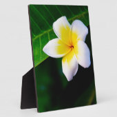 プルメリアの花の写真 フォトプラーク (側面)