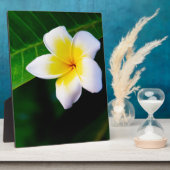 プルメリアの花の写真 フォトプラーク (側面)