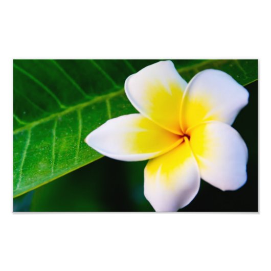 プルメリアの花の写真 フォトプリント            (正面)