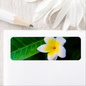 プルメリアの花の写真 ラベル (インサイチュ)