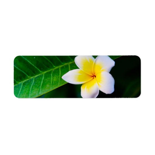 プルメリアの花の写真 ラベル (正面)