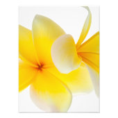 プルメリアの花ハワイアンホワイトイエローフランジパニ フォトプリント            (正面)