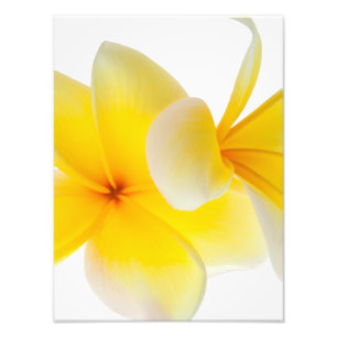 プルメリアの花ハワイアンホワイトイエローフランジパニ フォトプリント