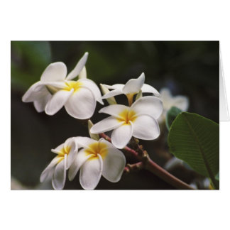 プルメリアの花