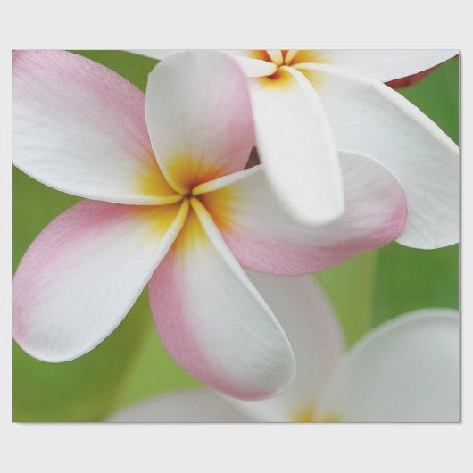 プルメリアのFrangipaniのハワイの花のハワイアンの花 ラッピングペーパー (フラット)