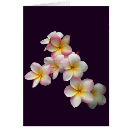 プルメリアは濃紫に咲く