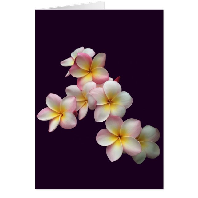 プルメリアは濃紫に咲く (正面)