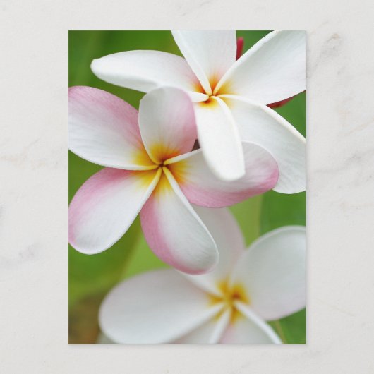 プルメリアフランギパニハワイフラワーカスタマイズ空白の ポストカード (正面)