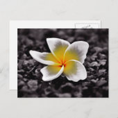 プルメリアフランギパニハワイフラワー ポストカード (正面/裏面)
