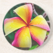 プルメリアルブラ コースター (正面)