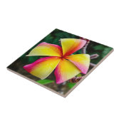 プルメリアルブラ タイル (側面)