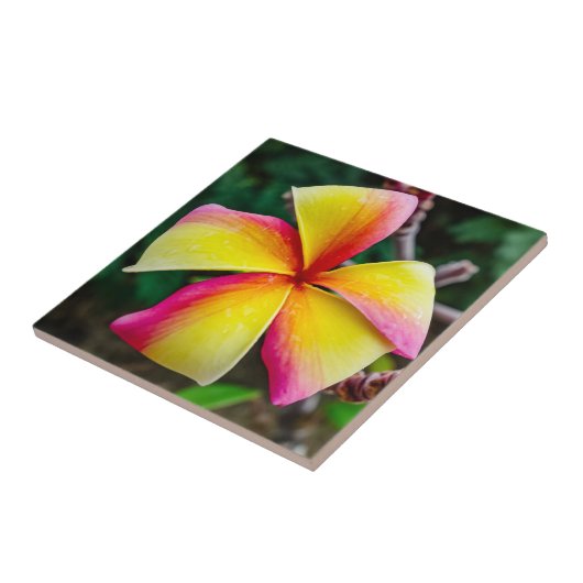 プルメリアルブラ タイル (側面)