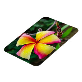 プルメリアルブラ マグネット