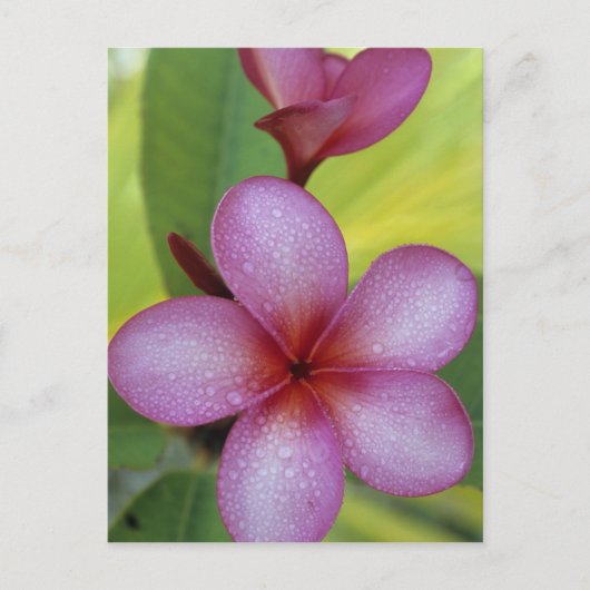 プルメリア属の花、南太平洋、ニウエ ポストカード (正面)