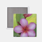 プルメリア属の花、南太平洋、ニウエ マグネット (正面/裏面)