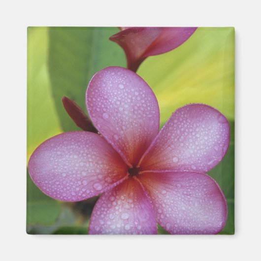 プルメリア属の花、南太平洋、ニウエ マグネット (正面)