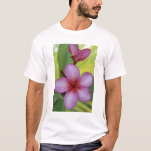 プルメリア属の花、南太平洋、ニウエ Tシャツ