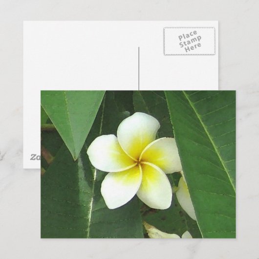 プルメリア極限 ポストカード (正面/裏面)