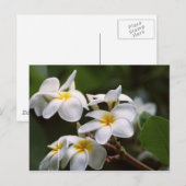 プルメリア花 ポストカード (正面/裏面)