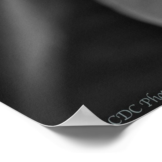 プルメリア開花 ポスター (角)