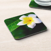 プルメリア コースター (左側)