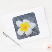 プルメリア スクエアシール (封筒)