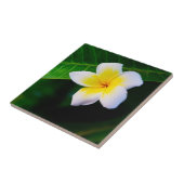 プルメリア タイル (側面)