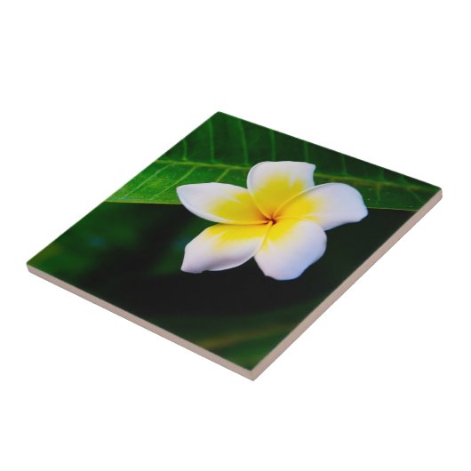 プルメリア タイル (側面)