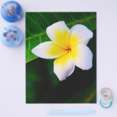プルメリア チラシ (シングル)