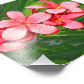 プルメリア フォトプリント            (角)