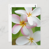 プルメリア フラギパニ ハワイ 花 オーダーメイド 白紙 ポストカード (正面/裏面)