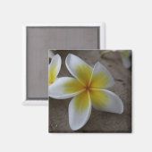 プルメリア - フランジパニの花の写真 マグネット (正面/裏面)